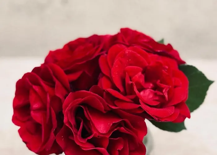 Dalmatian House, Spacious Stone Terraces, Balcony , Views