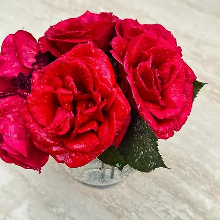 Dalmatian House, Spacious Stone Terraces, Balcony , Views Casa vacanze Ragusa