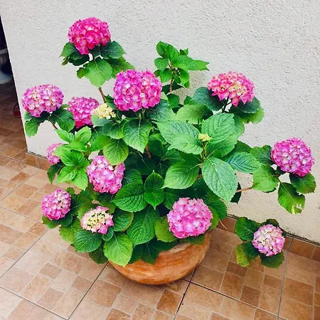 Dalmatian House, Spacious Stone Terraces, Balcony , Views