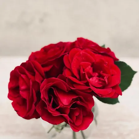 Dalmatian House, Spacious Stone Terraces, Balcony , Views