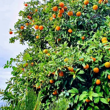 Dalmatian House, Spacious Stone Terraces, Balcony , Views 度假居 杜布罗夫尼克