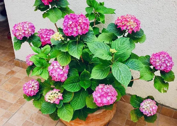 Dalmatian House, Spacious Stone Terraces, Balcony , Views