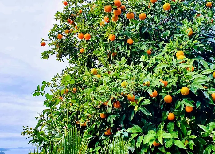 Dalmatian House, Spacious Stone Terraces, Balcony , Views Tatil Evi Dubrovnik
